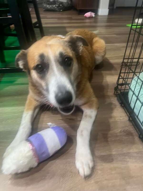 Picture of the Animal Listed